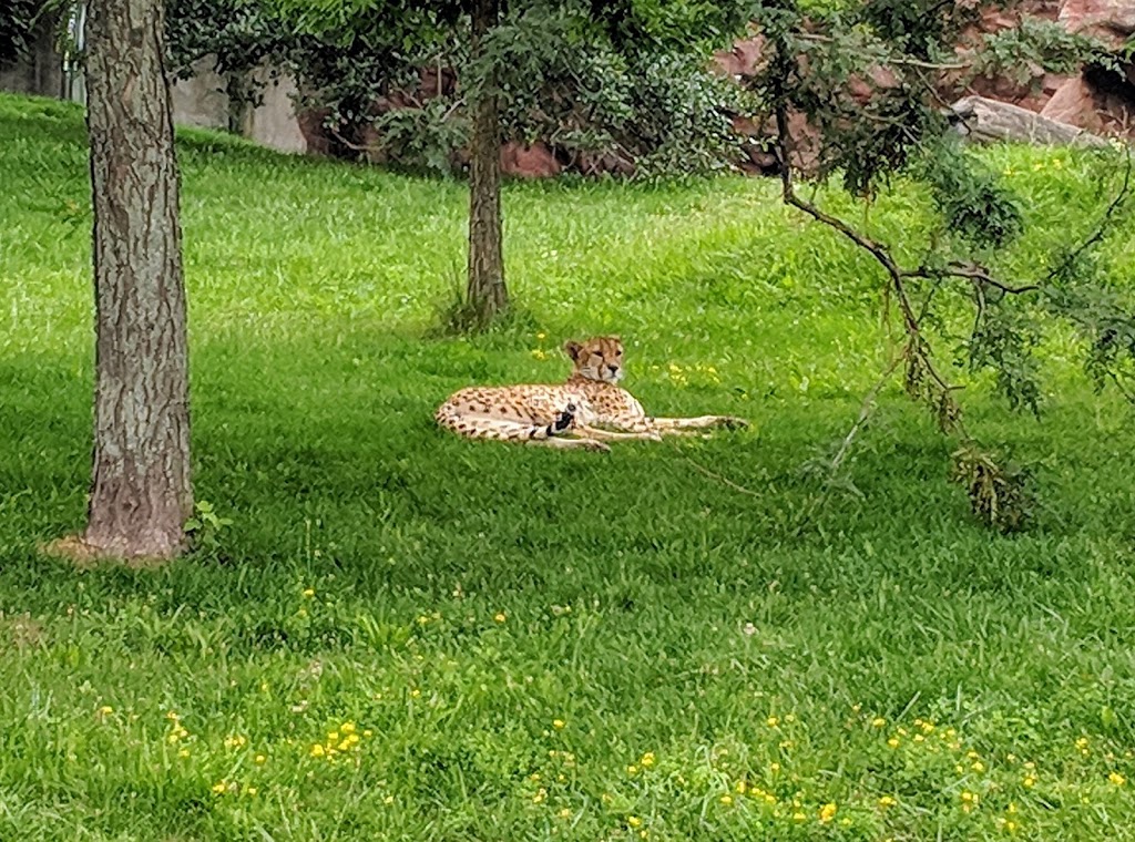 Cheetah Exhibit | 2000 Meadowvale Rd, Scarborough, ON M1B 5K7, Canada | Phone: (416) 392-5929