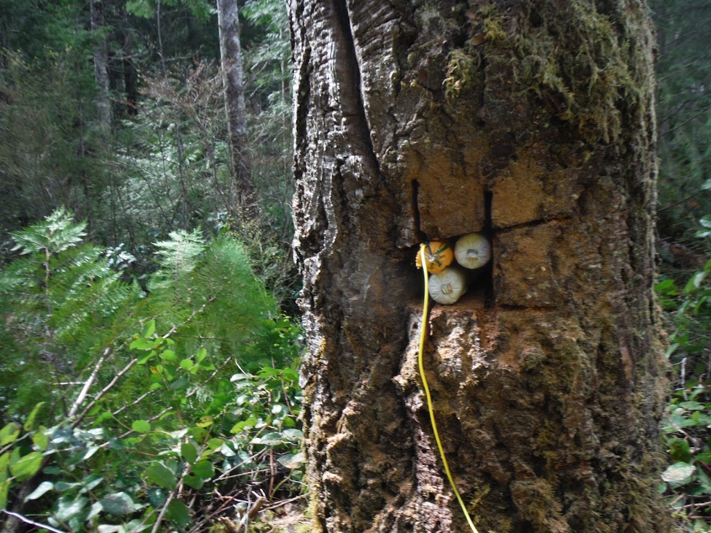 VI Tree Service | 1495 Wilson Rd, Nanaimo, BC V9R 6R3, Canada | Phone: (844) 884-8733