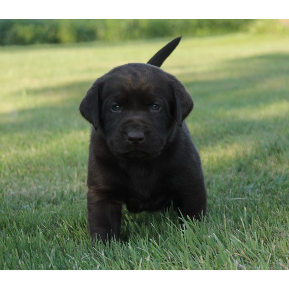 Breukhaven Labradors | Jarvis, ON N0A 1J0, Canada | Phone: (519) 909-8365