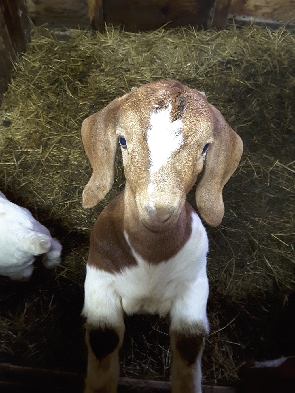 Chèvrerie des Belles Amours | 171 Chemin des Belles-Amours, LIslet, QC G0R 2B0, Canada | Phone: (418) 607-0617