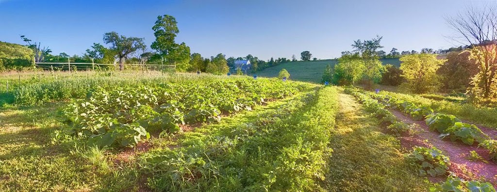 Brookside Farm | 346 Concession Rd 12 E, Hastings, ON K0L 1Y0, Canada | Phone: (705) 696-3307