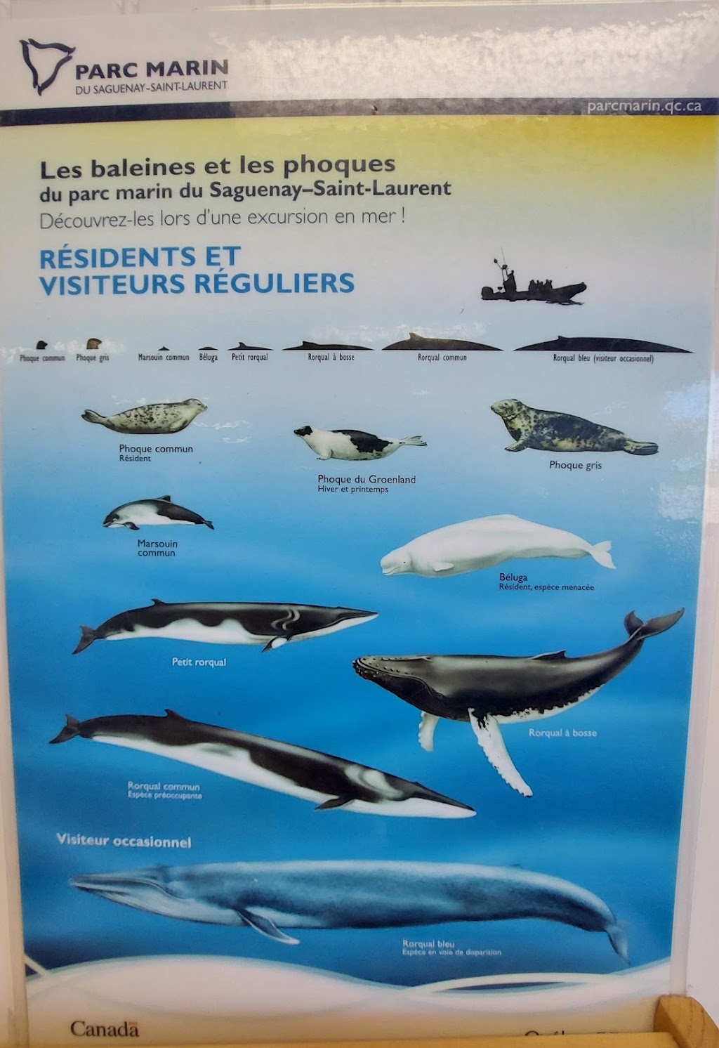 Croisières Baleines Neptune Escoumins | 50 route 138, jonction, Rue des Pilotes, Les Escoumins, QC G0T 1K0, Canada | Phone: (418) 233-4343