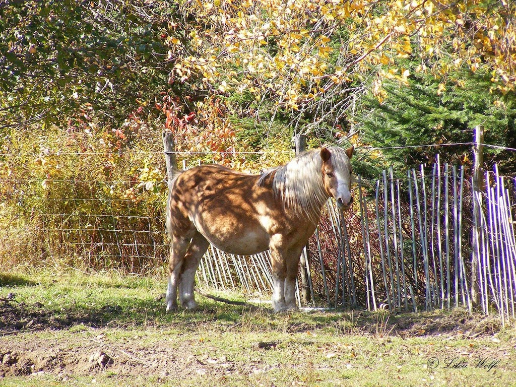 Deça Deci - Ferme agrotouristique | 298 rte 263 sud, Marston, QC G0Y 1G0, Canada | Phone: (819) 214-5152