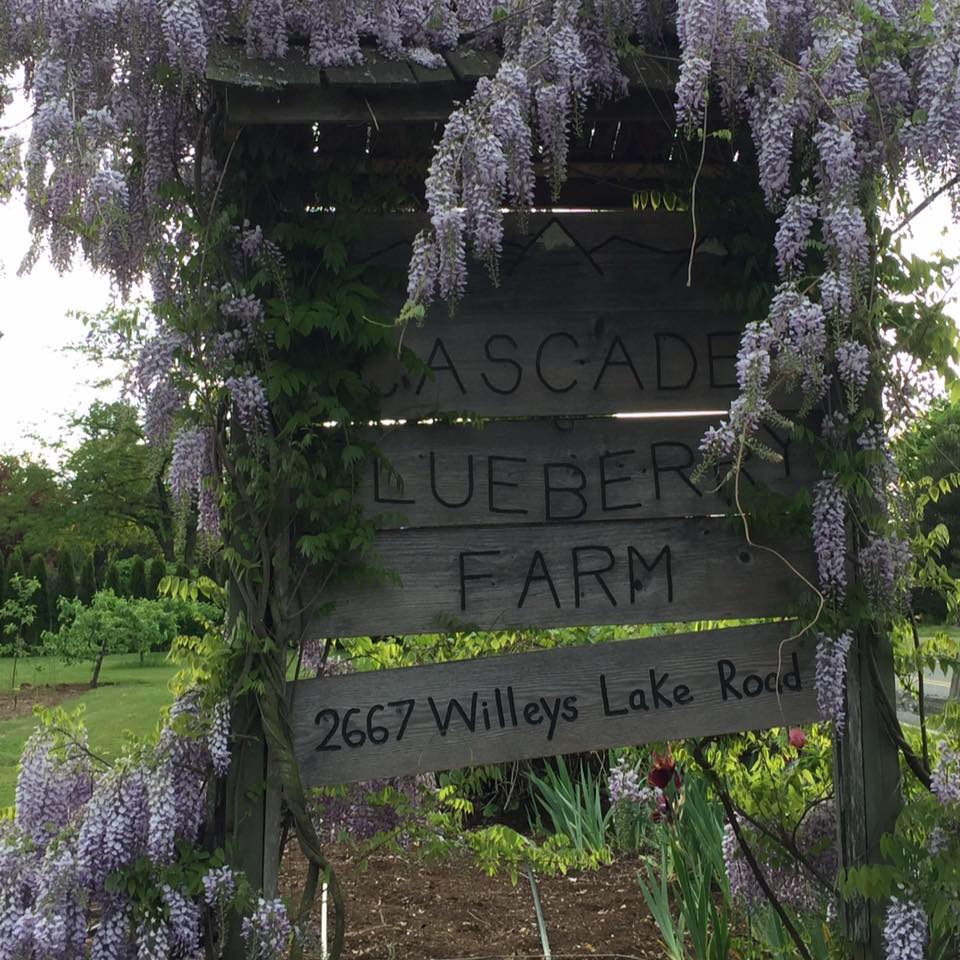 Cascade Blueberry Farm | 9791, 2667 Willeys Lake Rd, Custer, WA 98240, USA | Phone: (360) 366-5188