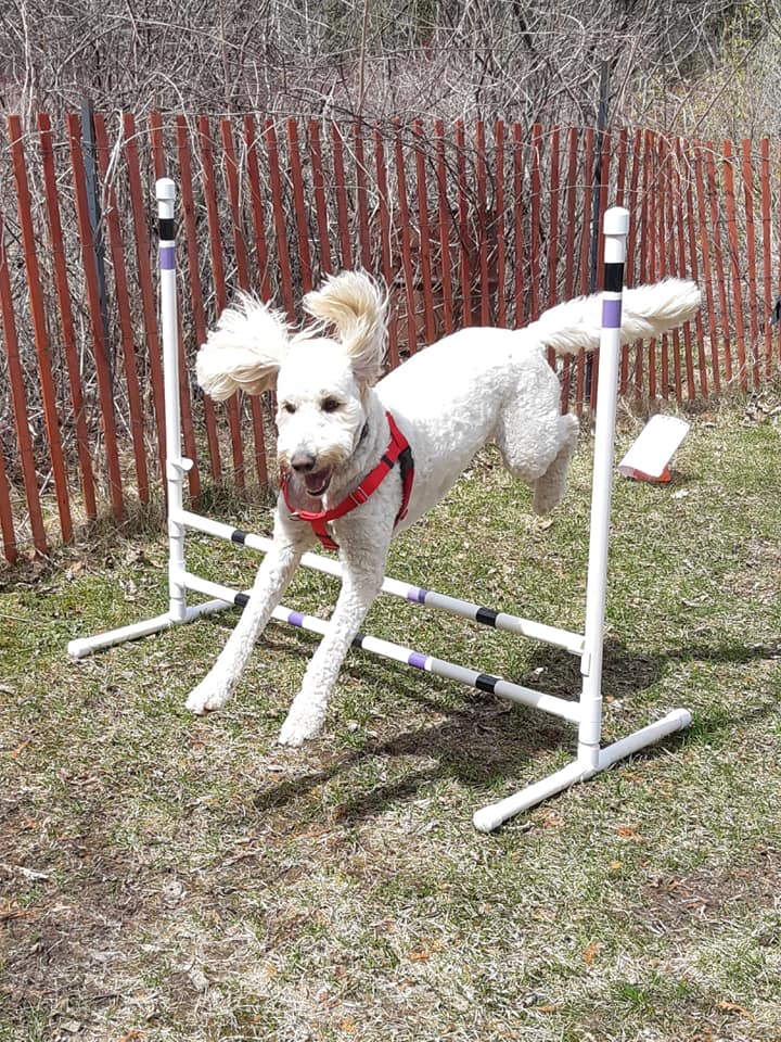 Team Fido Dog Training | 3165 Lakefield Rd, Peterborough, ON K9J 6X5, Canada | Phone: (705) 652-6758