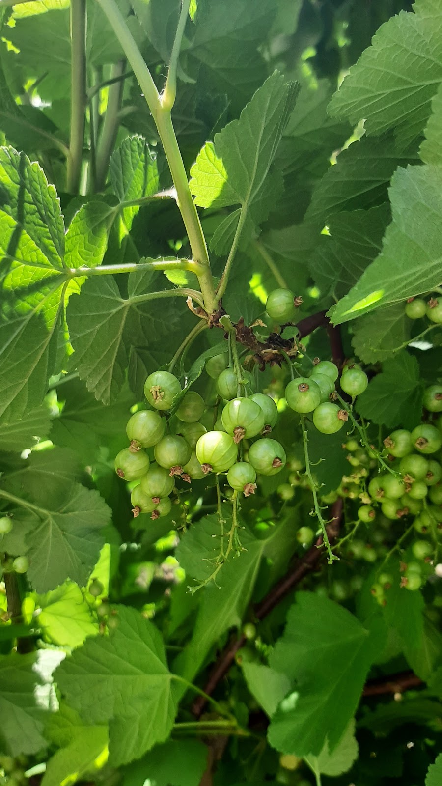 Strathcona Community Garden | 759 Malkin Ave, Vancouver, BC V6A 3Z9, Canada | Phone: (604) 677-5634