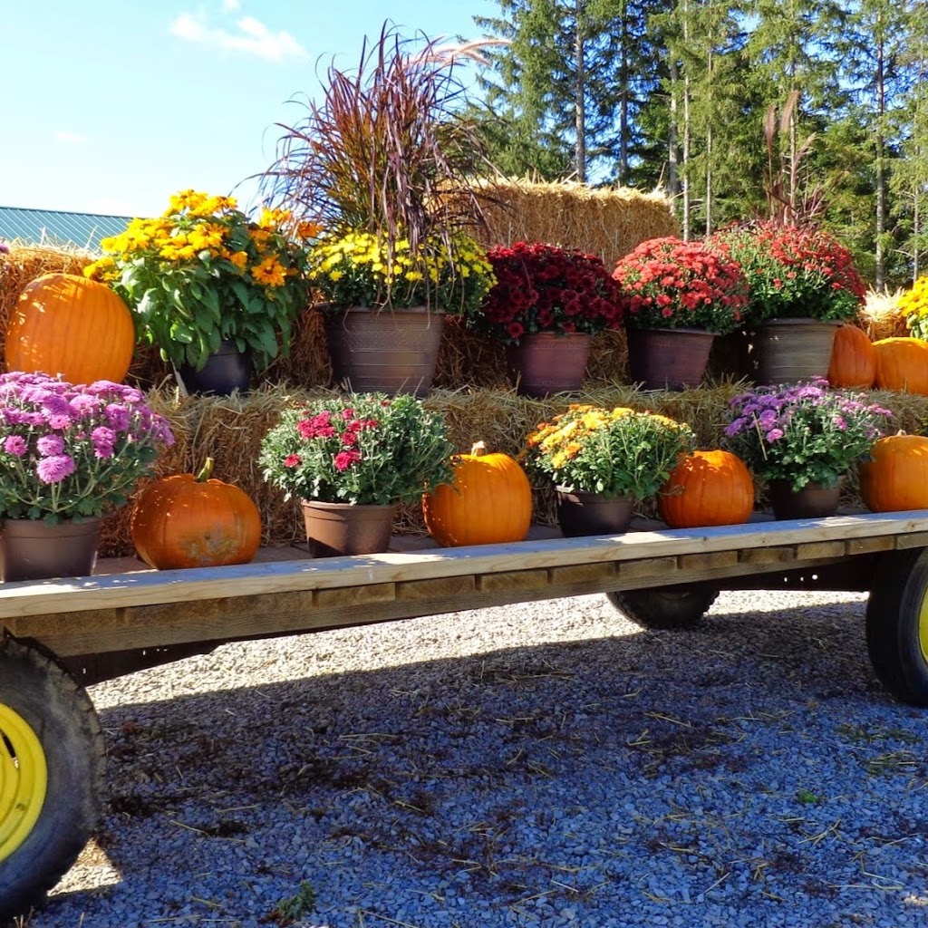 Bloomin Crazy Garden Centre | 230 Hwy 20 E, Fonthill, ON L0S 1E6, Canada | Phone: (905) 980-4376