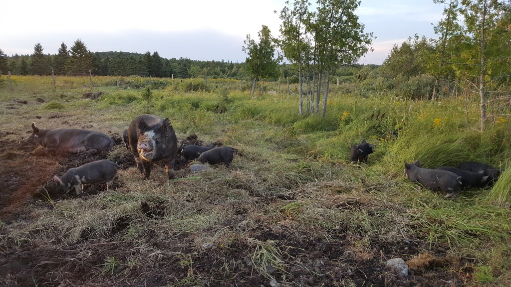 Ferme Les 3 Pouces Verts | 525 Chemin Chute, Cookshire-Eaton, QC J0B 1M0, Canada | Phone: (819) 919-1510