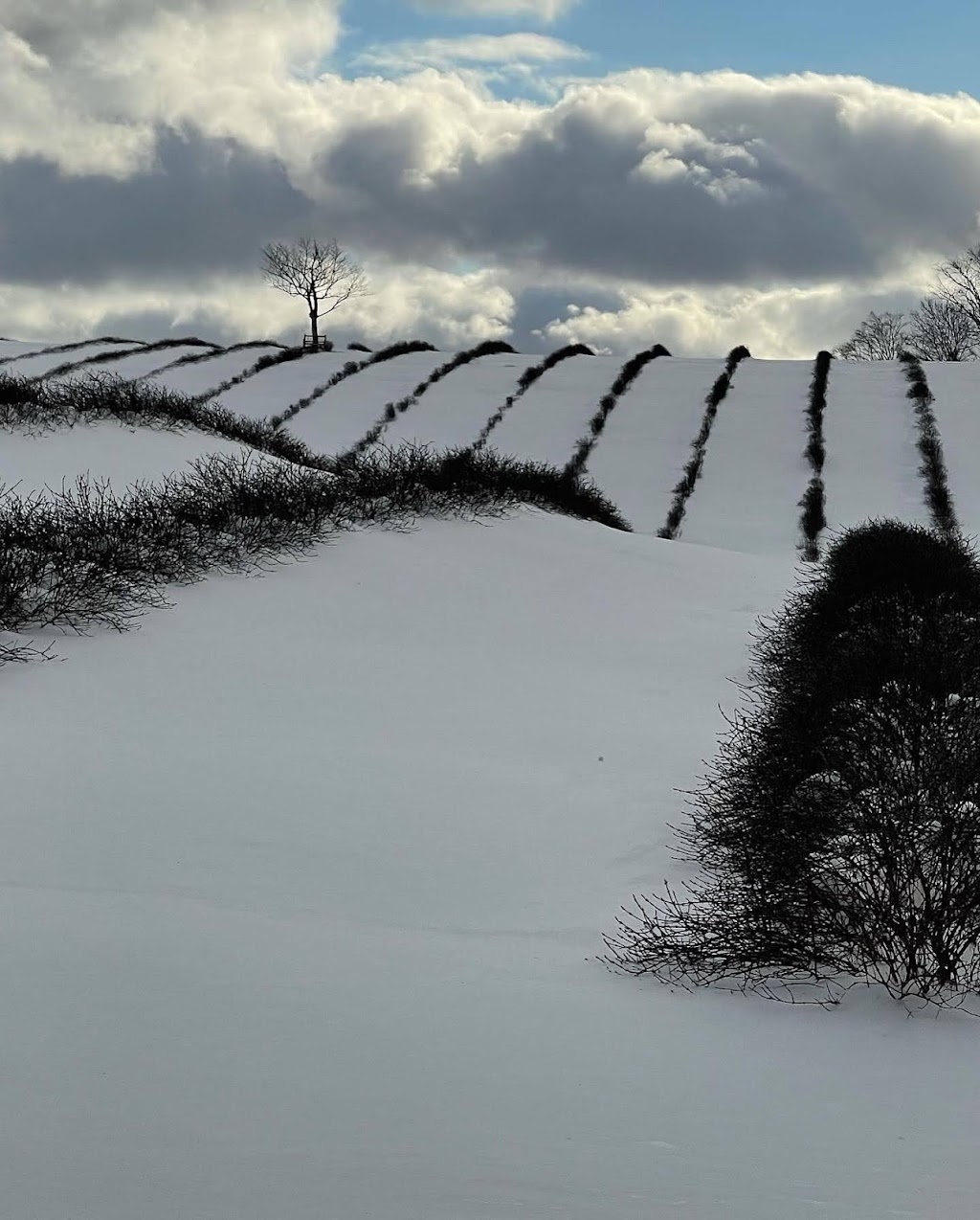 Lonetree Farm Ltd | 2242 Lower Branch Rd, New Canada, NS B4V 4V5, Canada | Phone: (902) 298-3581