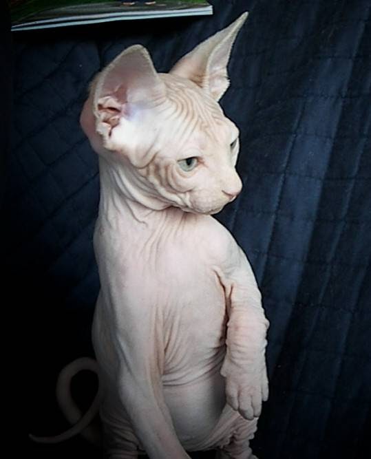 Hairlessphynx | 6228 Sooke Rd, Sooke, BC V9Z 0G7, Canada | Phone: (250) 686-0086