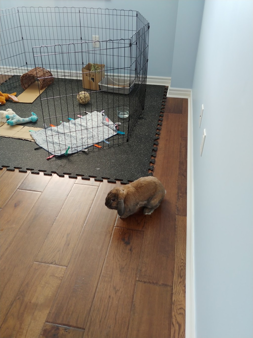 Rabbit Day Care Guelph | 77 Laughland Ln, Guelph, ON N1L 0C6, Canada | Phone: (519) 860-0522