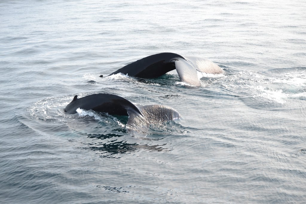 OBriens Whale and Bird Tours | 22 Lower Rd, Bay Bulls, NL A0A 1C0, Canada | Phone: (709) 753-4850