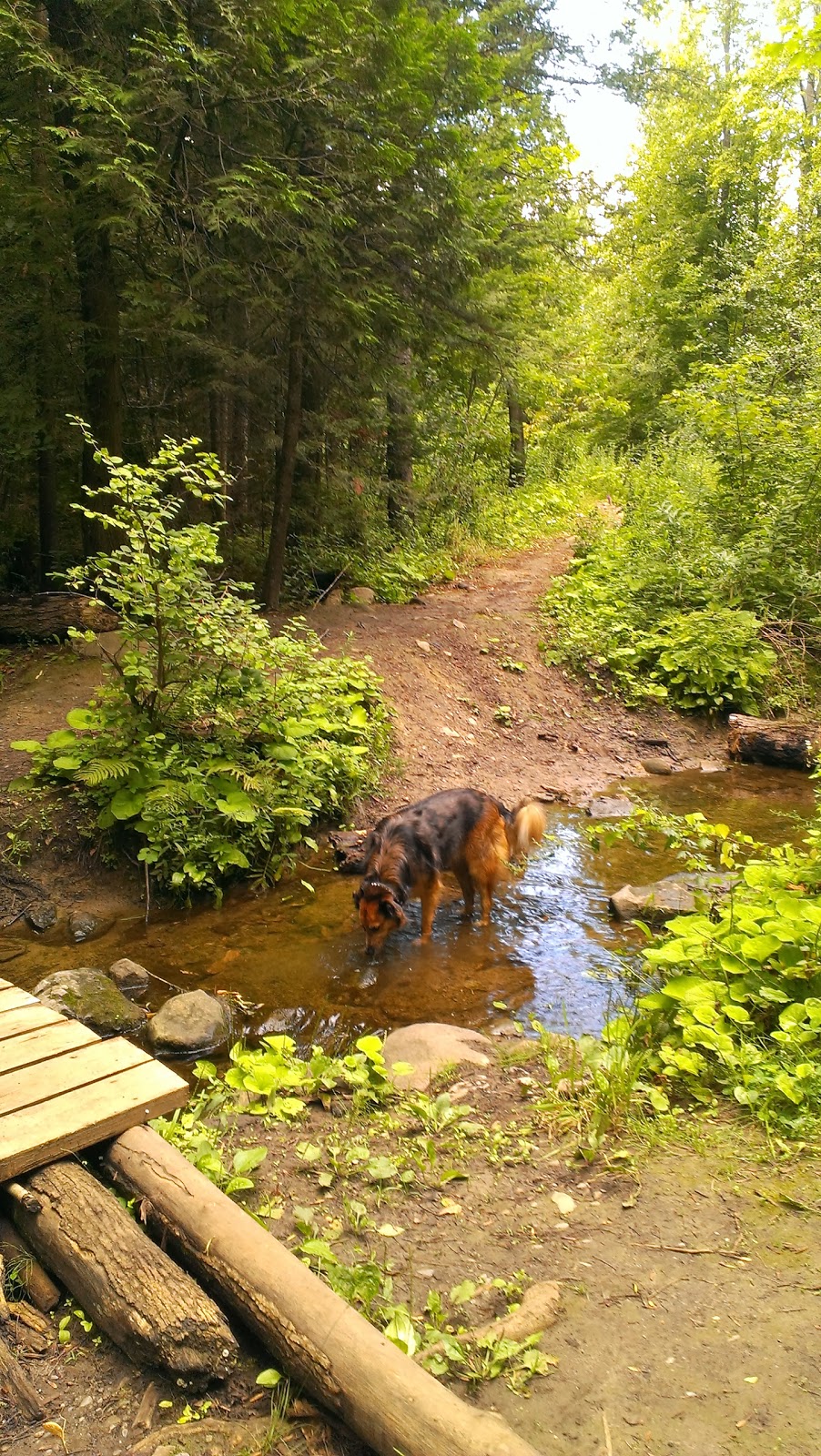 Boucher Forest | 91 Rue des Obiers, Gatineau, QC J9J, Canada | Phone: (819) 918-0595