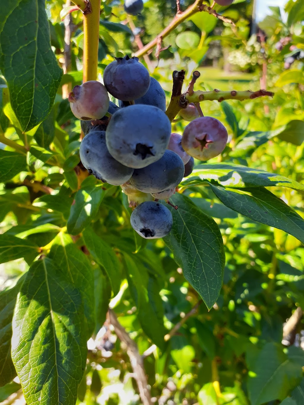 Bleuetière et Érablière Giard | 15 Chemin Giard, Granby, QC J2H 0T1, Canada | Phone: (450) 372-6320