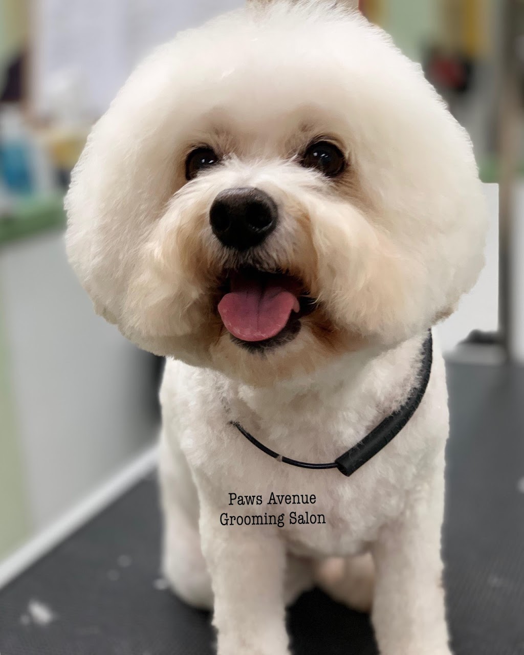 Paws Avenue Grooming Salon | 1107 Lorne Park Rd Unit 21, Mississauga, ON L5H 3A1, Canada | Phone: (905) 990-5505