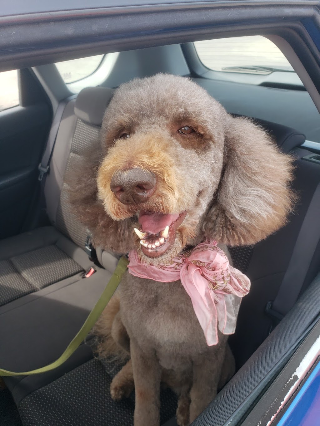 The Pawsh Dog Inc. | 2020 Appleby Ln Unit #B8, Burlington, ON L7L 6M6, Canada | Phone: (289) 272-6966