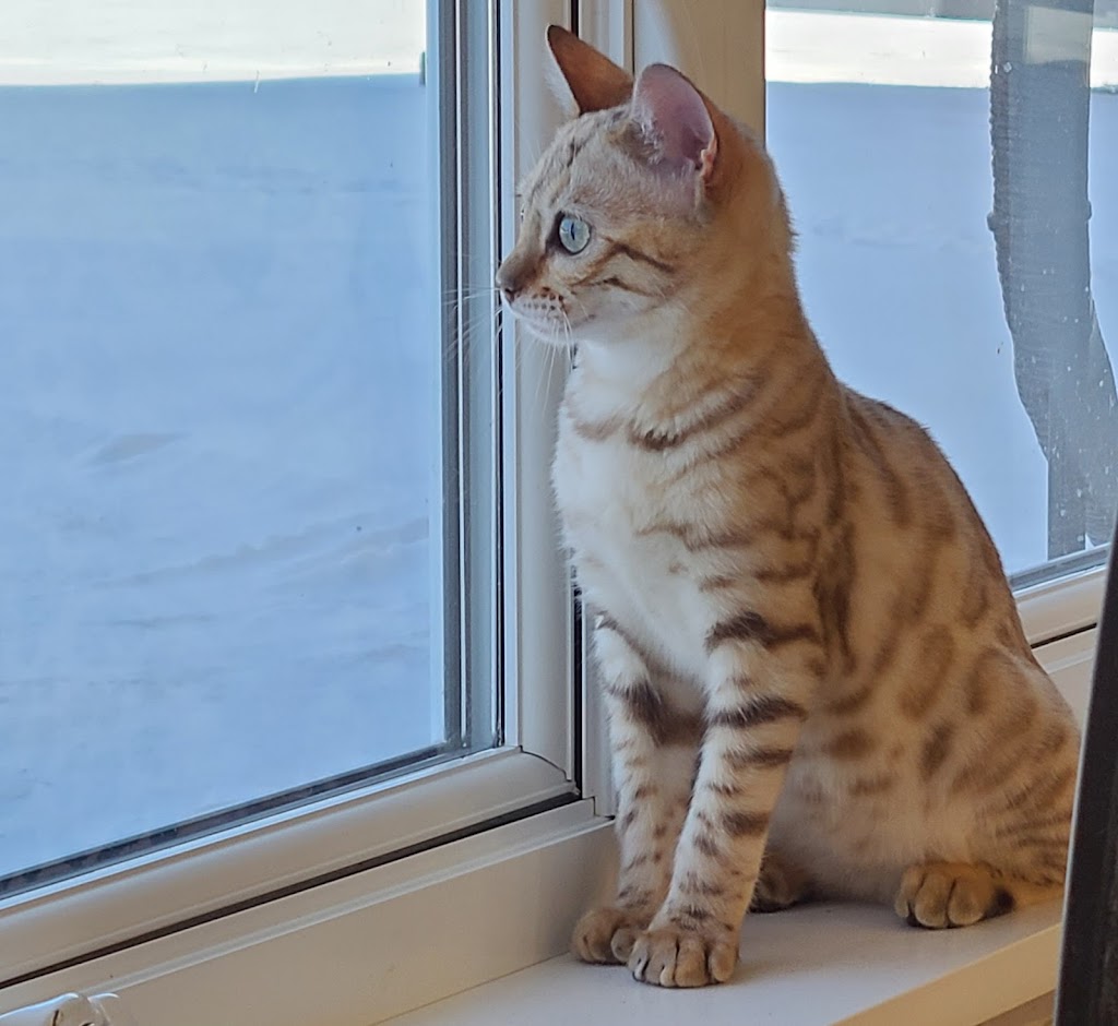 Chatterie Bengal Estrie | 1714 QC-139, Roxton Pond, QC J0E 1Z0, Canada | Phone: (450) 776-0818