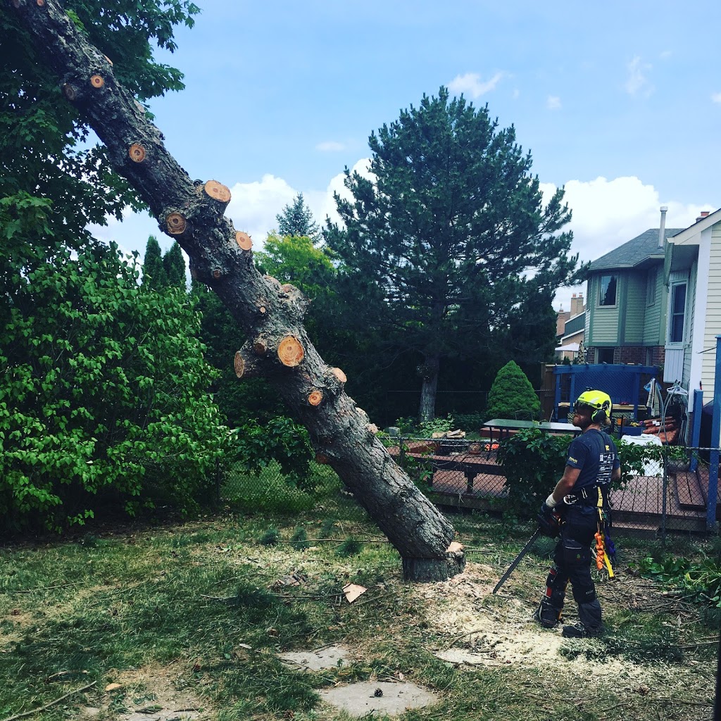 Alpine Arborist Professional Tree Care | 4 Lenarthur Ct, Aurora, ON L4G 6M2, Canada | Phone: (416) 509-2665