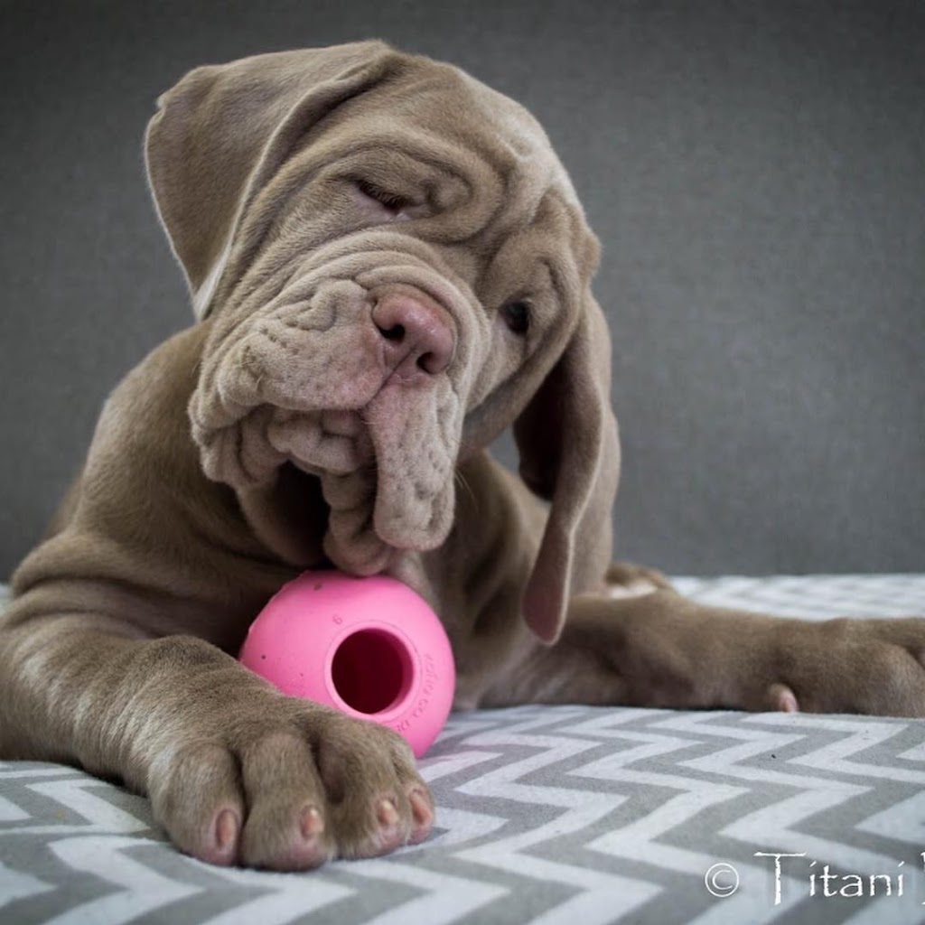 Neapolitan Mastiff Breeder Titani Del Nord | Robert St W, Penetanguishene, ON L9M 1N1, Canada | Phone: (705) 229-7997