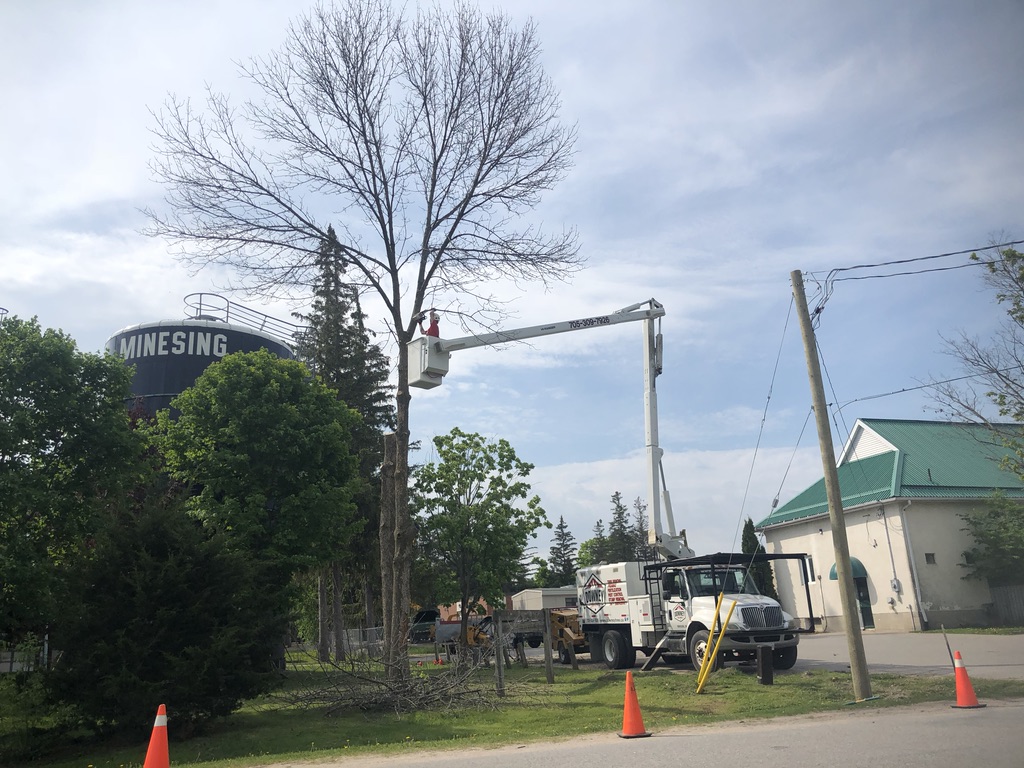 Downey Tree Service | 2781 Ronald Rd, Minesing, ON L9X 1H5, Canada | Phone: (705) 309-7926