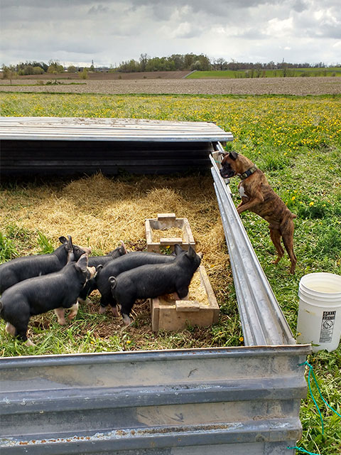 Weathervane Farms | 870 Cockshutt Rd, Simcoe, ON N3Y 4K4, Canada | Phone: (905) 929-8927