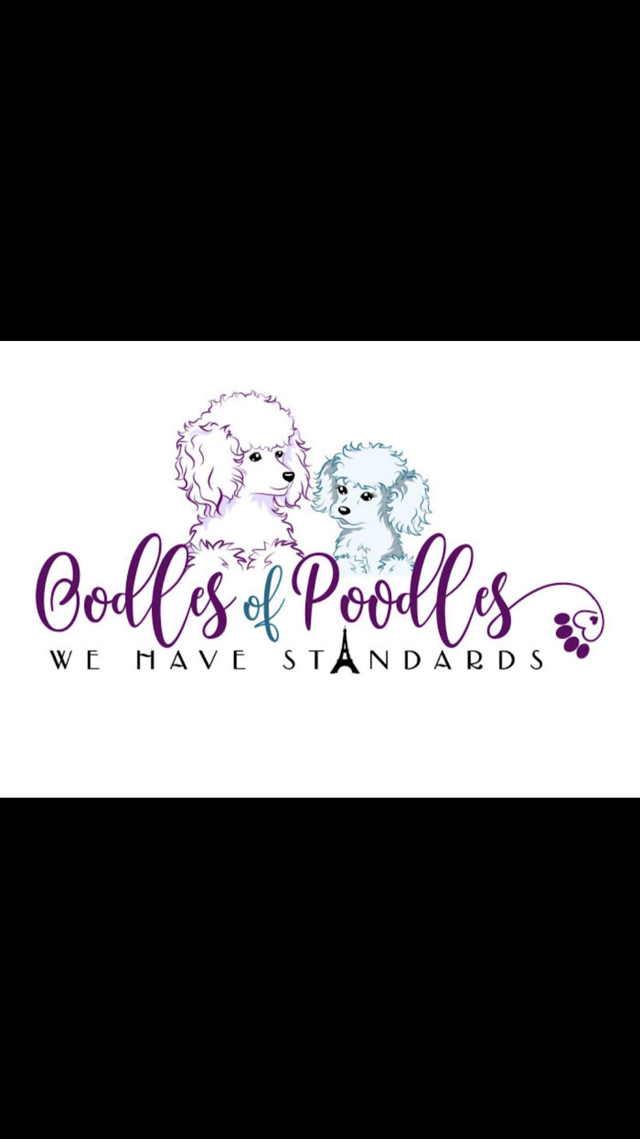 Oodles of Standard Poodles | Anthony Henday Dr., Edmonton, AB T5Y 0B5, Canada | Phone: (780) 885-0318