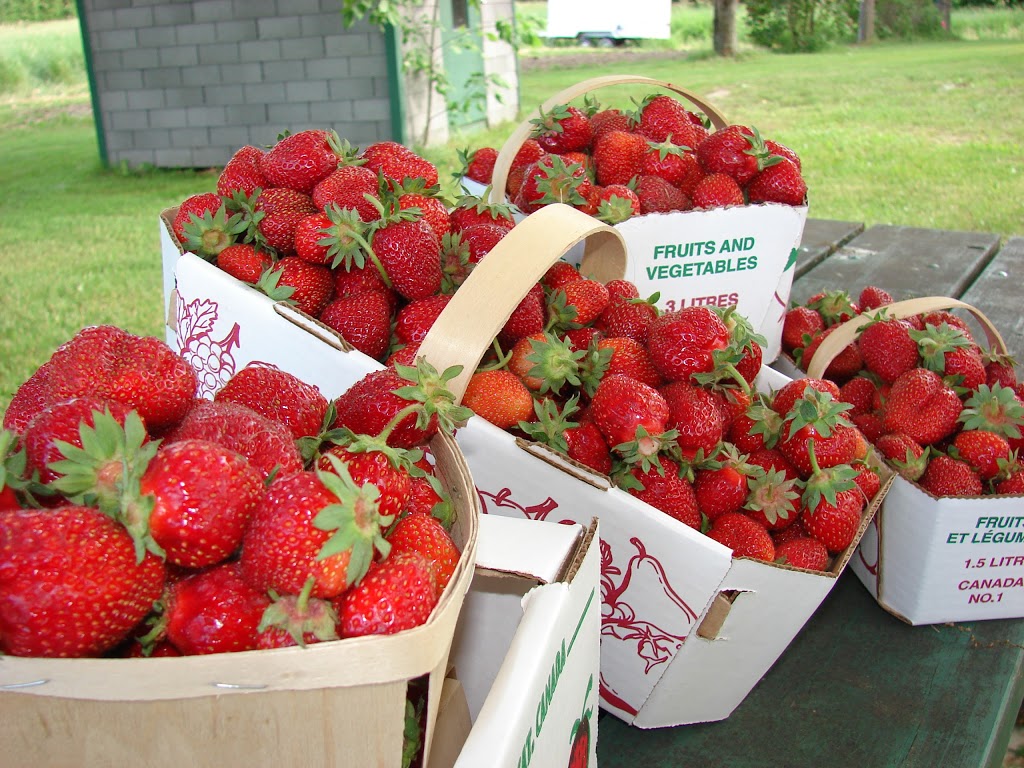 Bleuetière et fraisière, Ferme G. Desmarais | 190 Rang du Chenal Tardif, Pierreville, QC J0G 1J0, Canada | Phone: (450) 568-5200