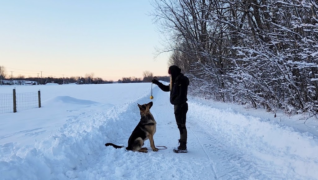 IDI Entrainement canin - Laval - | 1055 Rue Principale, Laval, QC H7X 1C1, Canada | Phone: (514) 742-7672