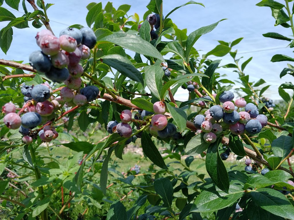 Blueberry Knoll Berry Farm | 1091 Hutchinson Rd, Lowbanks, ON N0A 1K0, Canada | Phone: (905) 774-7732