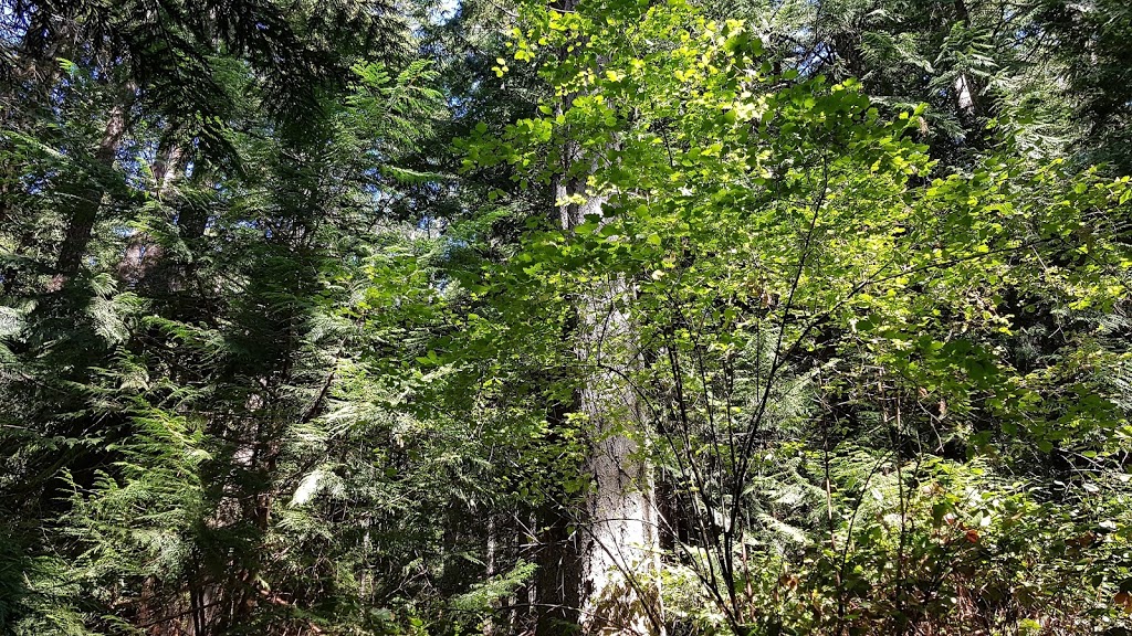 Metchosin Wilderness Park | 930 Clapham Dr, Victoria, BC V9C 4G5, Canada
