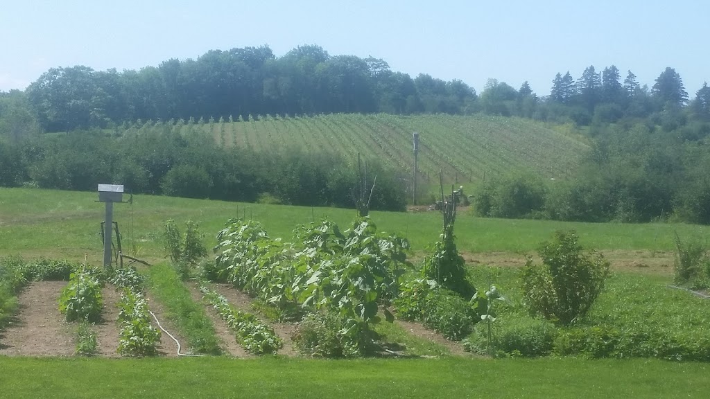 Sun Sweet Vineyards | 783 Lockhartville Rd, Hantsport, NS B0P 1P0, Canada | Phone: (902) 352-2113