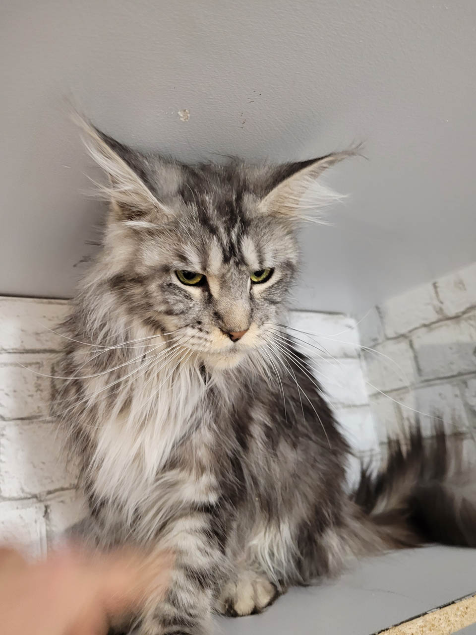 Maine coon Canada | 16 Rue Durand, Saint-Jean de Matha, QC J0K 2S0, Canada | Phone: (514) 465-6086