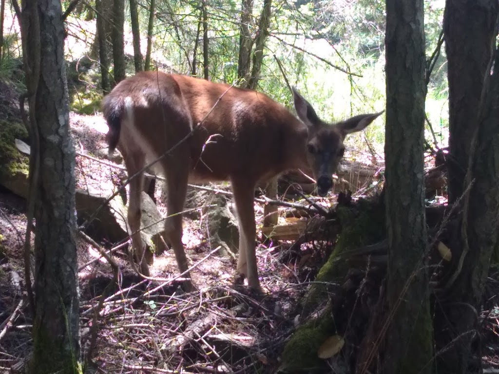 Golf Island Disc Park | 37162-37170 Galleon Way, Pender Island, BC V0N 2M2, Canada | Phone: (250) 629-6494