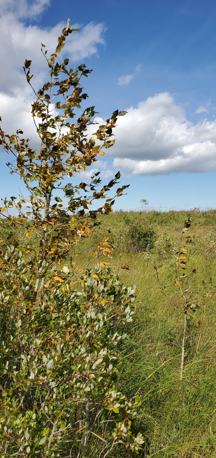 Prairie Tall Grass | Stuartburn, MB R0A 2E0, Canada | Phone: (204) 943-9029