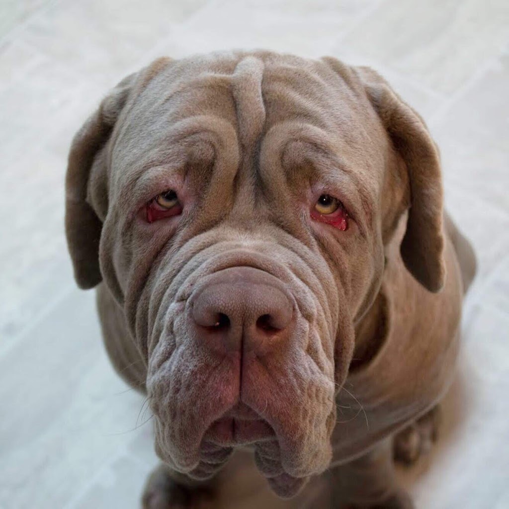 Neapolitan Mastiff Breeder Titani Del Nord | Robert St W, Penetanguishene, ON L9M 1N1, Canada | Phone: (705) 229-7997