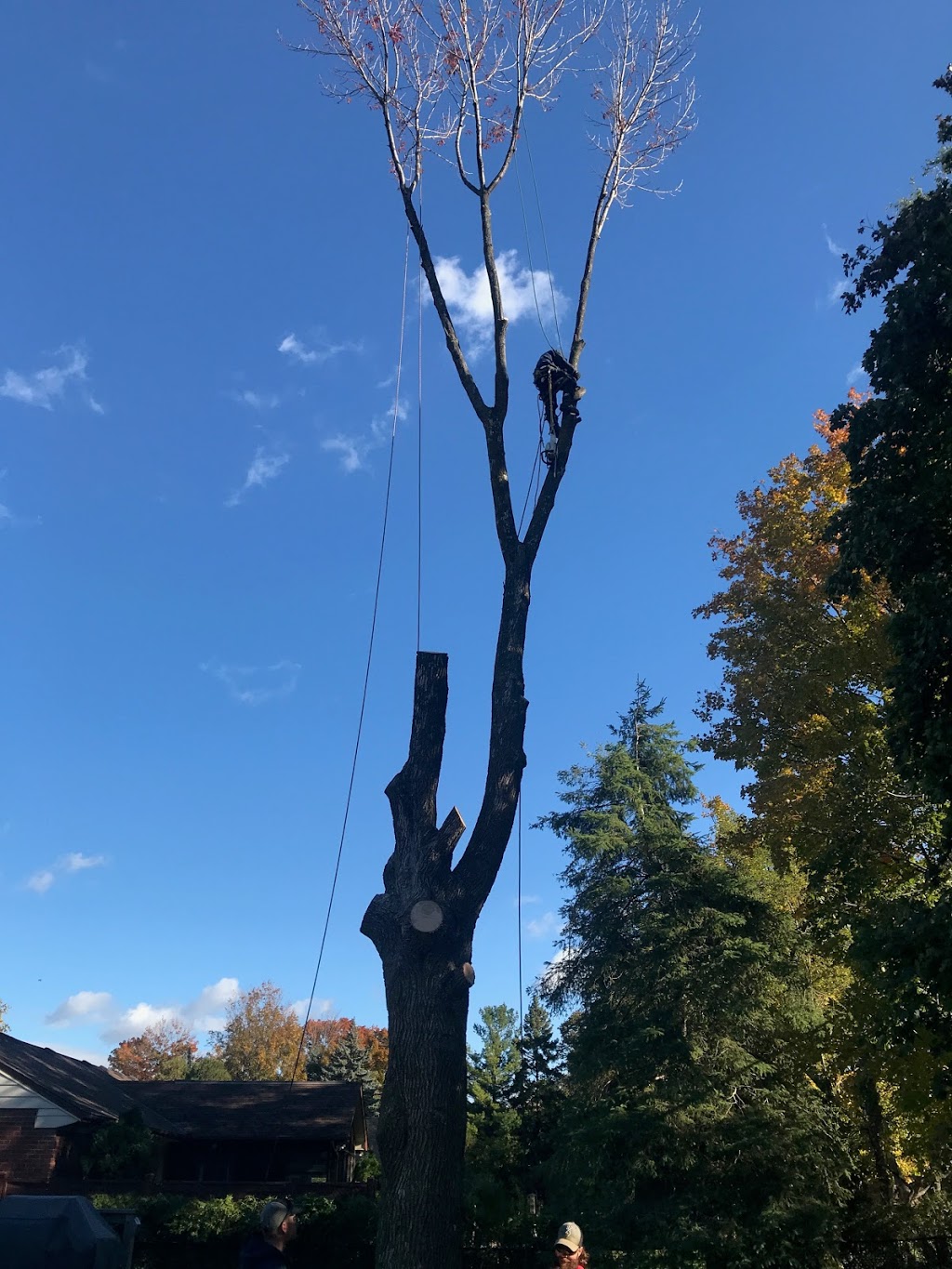 Dereks Tree Service Inc | 6896 Barrisdale Dr, Mississauga, ON L5N 2H4, Canada | Phone: (905) 824-3017