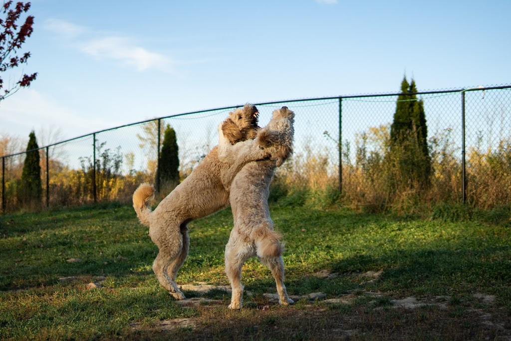 Dogs at Camp GTA - 100 Acres - Hiking & Swimming! | 20850 Marsh Hill Rd, Uxbridge, ON L9P 1R3, Canada | Phone: (905) 862-0273