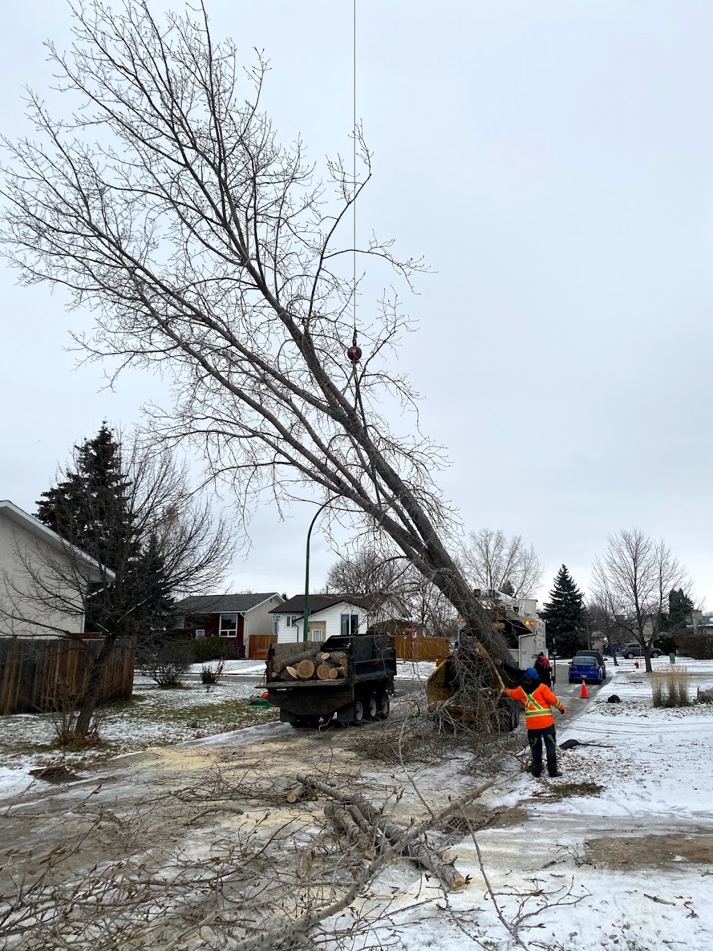 TNT Tree Service Ltd. | 81 Linacre Rd, Winnipeg, MB R3T 3G7, Canada | Phone: (204) 510-8514