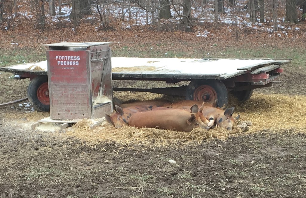 5 Chicks and a Farmer | 81088 Beechwood Line, Seaforth, ON N0K 1W0, Canada | Phone: (519) 444-8025