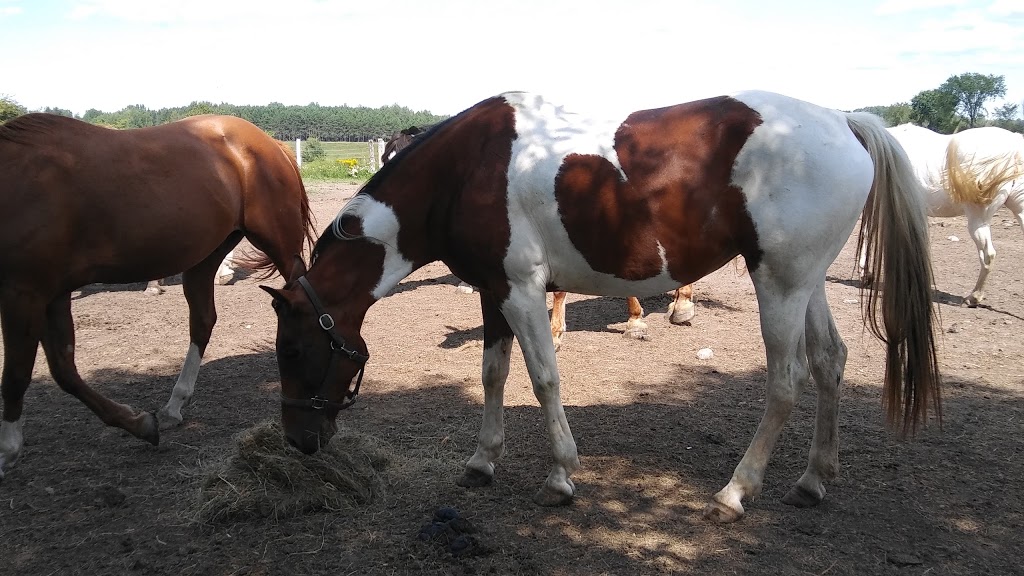 Ferme Du Joual Vair | 3225 Boulevard du Parc-Industriel, Bécancour, QC G9H 3N1, Canada | Phone: (819) 297-2107