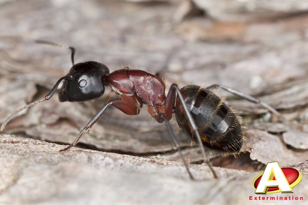 A Extermination Sainte-Julie | 2111 Rue Léonard-de-Vinci Suite C, Sainte-Julie, QC J3E 1Z2, Canada | Phone: (450) 922-1234