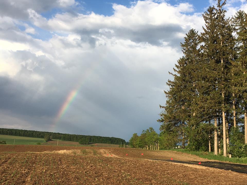 Rural Roots Nursery and Market Garden | 2674 County Rd 42, Stayner, ON L0M 1S0, Canada | Phone: (705) 305-3514