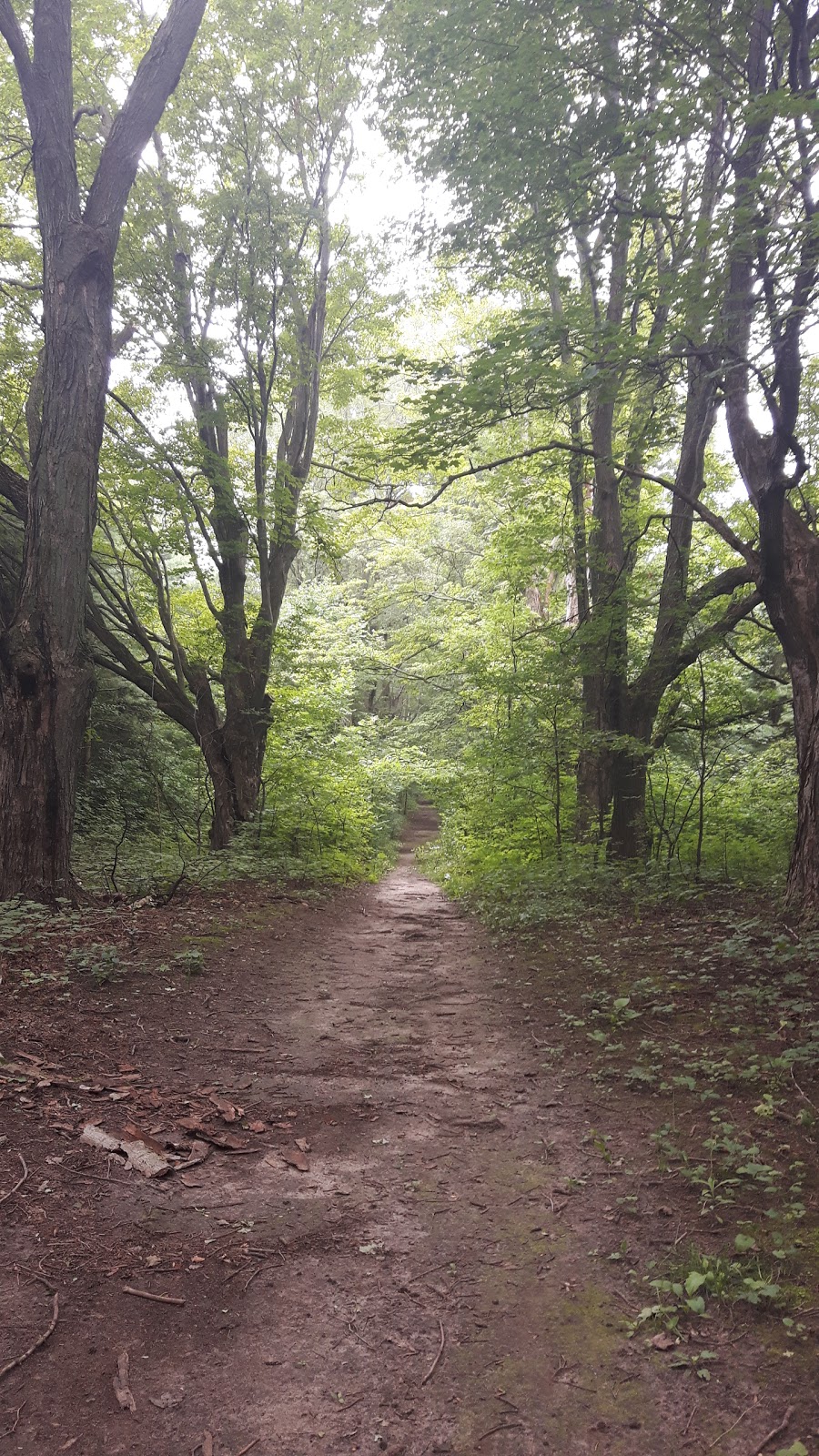 Chesney Wilderness Area Trail | Oxford Road 29, Blandford-Blenheim, ON N0J 1M0, Canada | Phone: (866) 900-4722