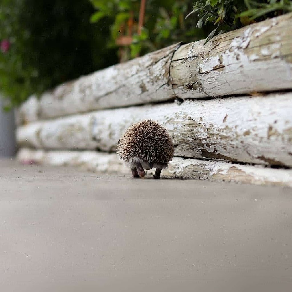 SV Hedgehogs - Pedigreed Hedgehog Breeder | Helanton Rd, Quathiaski Cove, BC V0P 1N0, Canada | Phone: (778) 476-5900