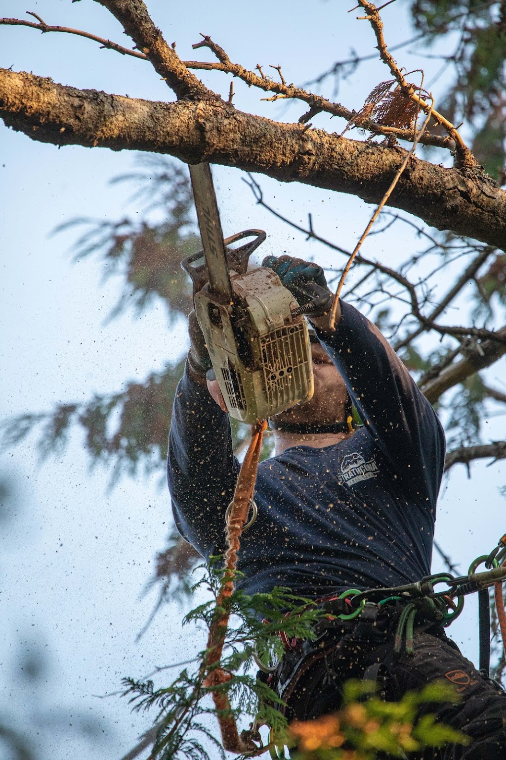 Strathcona Tree Care | 141 Marich Ln, Courtenay, BC V9N 9V2, Canada | Phone: (236) 471-6510