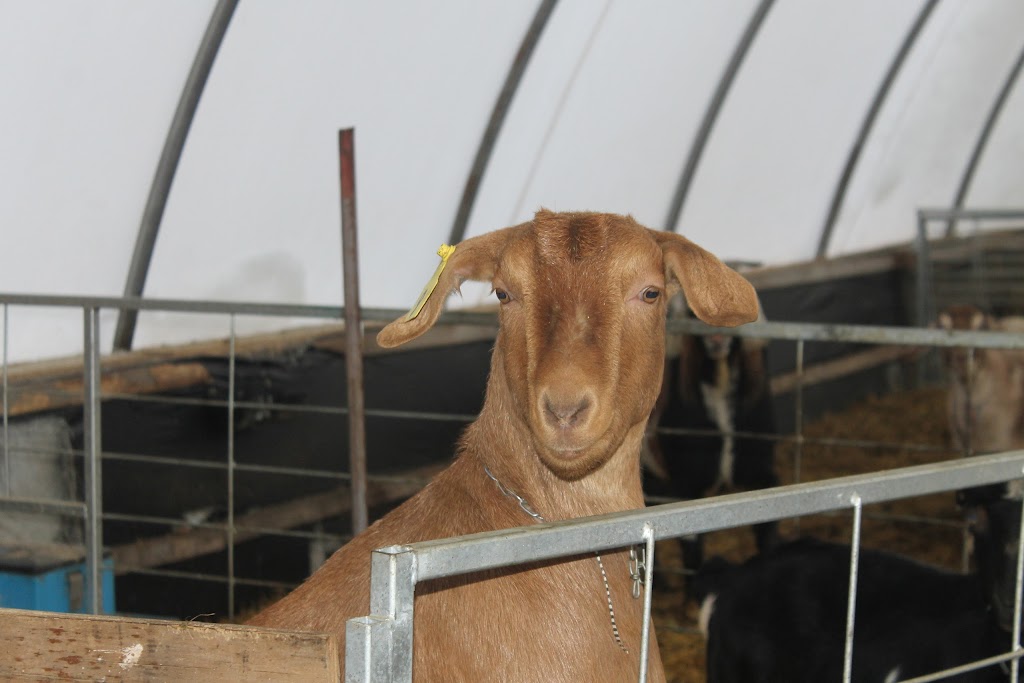 Vita Goat Dairy | 12037 39A East, Vita, MB R0A 2K0, Canada | Phone: (204) 381-4275