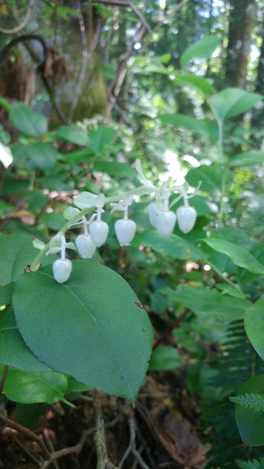 Nanaimo River Salmonid Enhancement Project | 2775 Rugby Rd, Nanaimo, BC V9X 1T2, Canada | Phone: (250) 245-7780