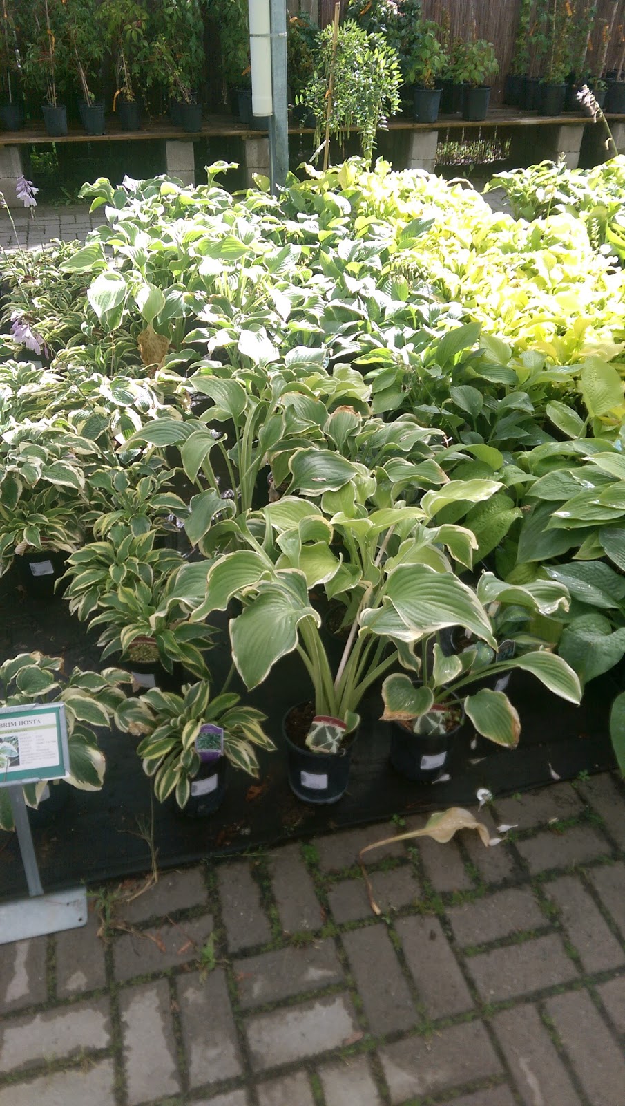 Connon Nurseries | 956A Old Highway #2, Trenton, ON K8V 5P5, Canada | Phone: (613) 392-0402