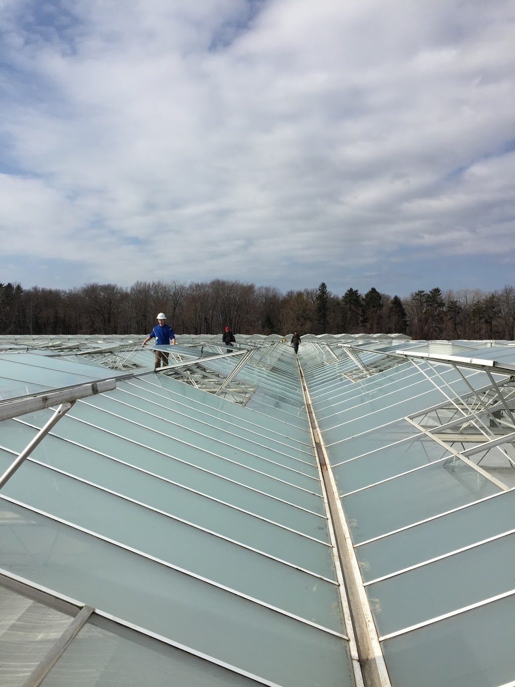 Ruthven Greenhouse Construction | 420 Essex Road 14, Leamington, ON N8H 3V8, Canada | Phone: (519) 326-8808
