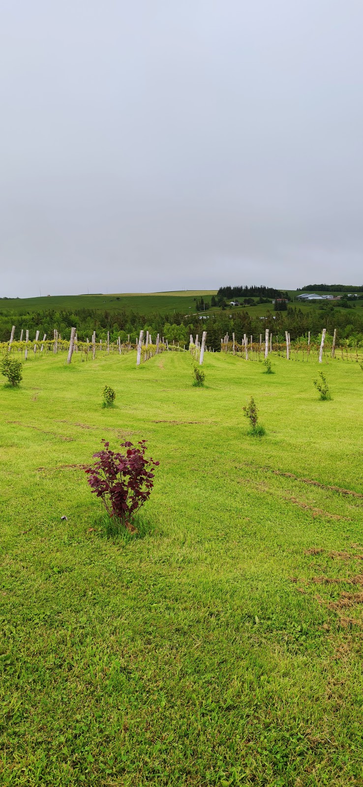 Big Belle Farm | 891 SW Ridge Rd, Mabou Station, NS B0E 1X0, Canada | Phone: (902) 956-9432